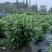 四川成都温江基地苗圃结香，质量保证欢迎咨询