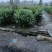 四川成都温江基地苗圃结香，质量保证欢迎咨询