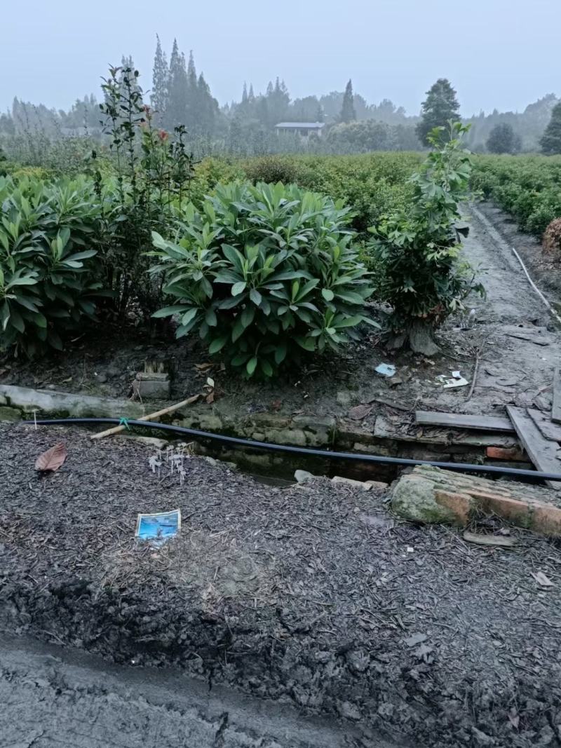 四川成都温江基地苗圃结香，质量保证欢迎咨询