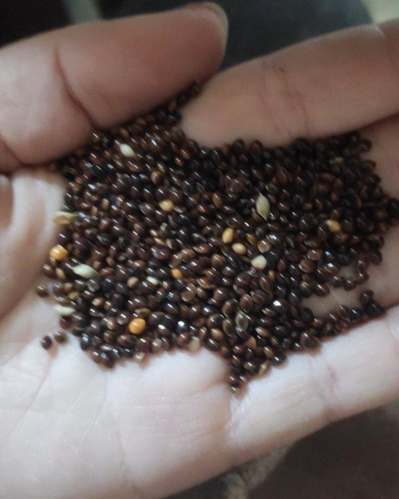 厂家大量直发黑黍子黄黍子红黍子五色黍子