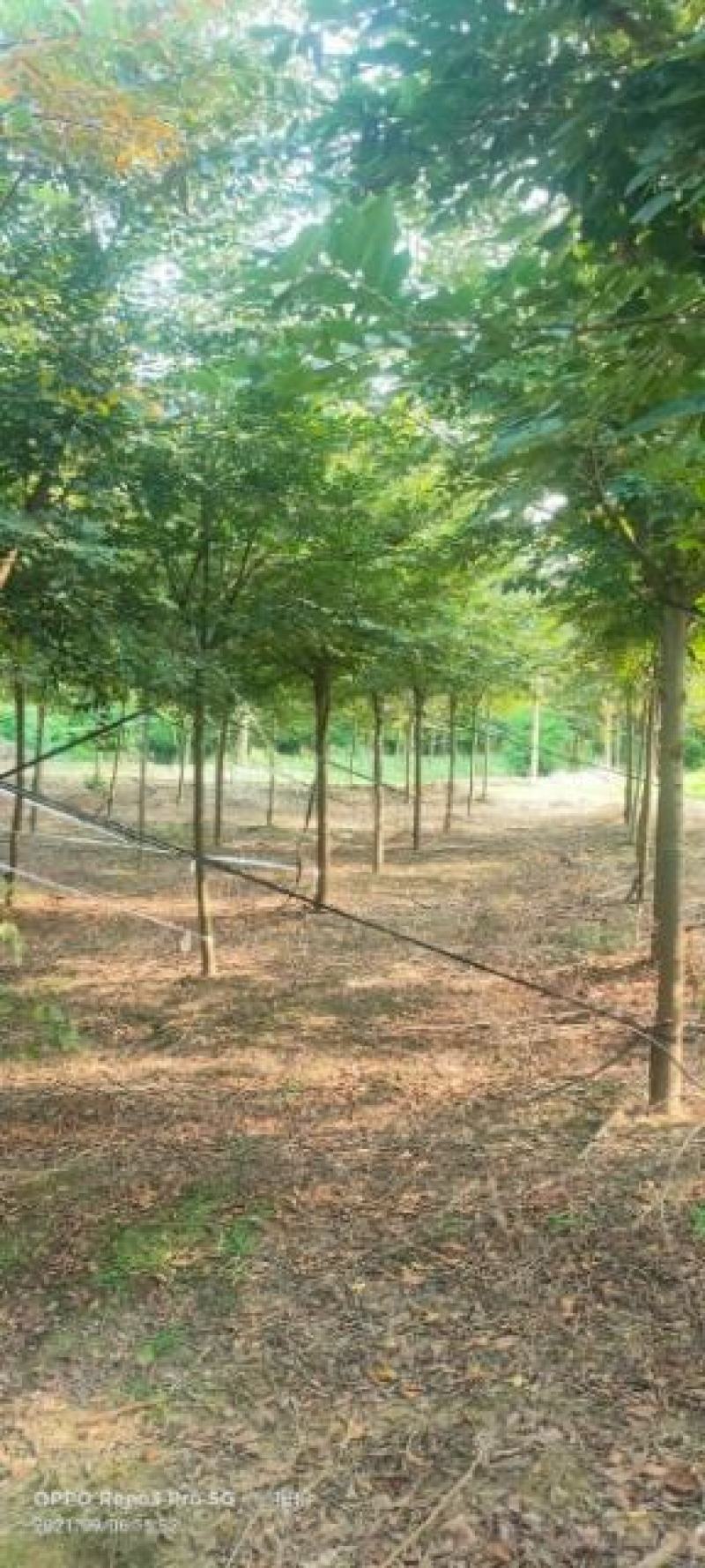 2000颗8到10公分精品榉树苗圃抽稀，