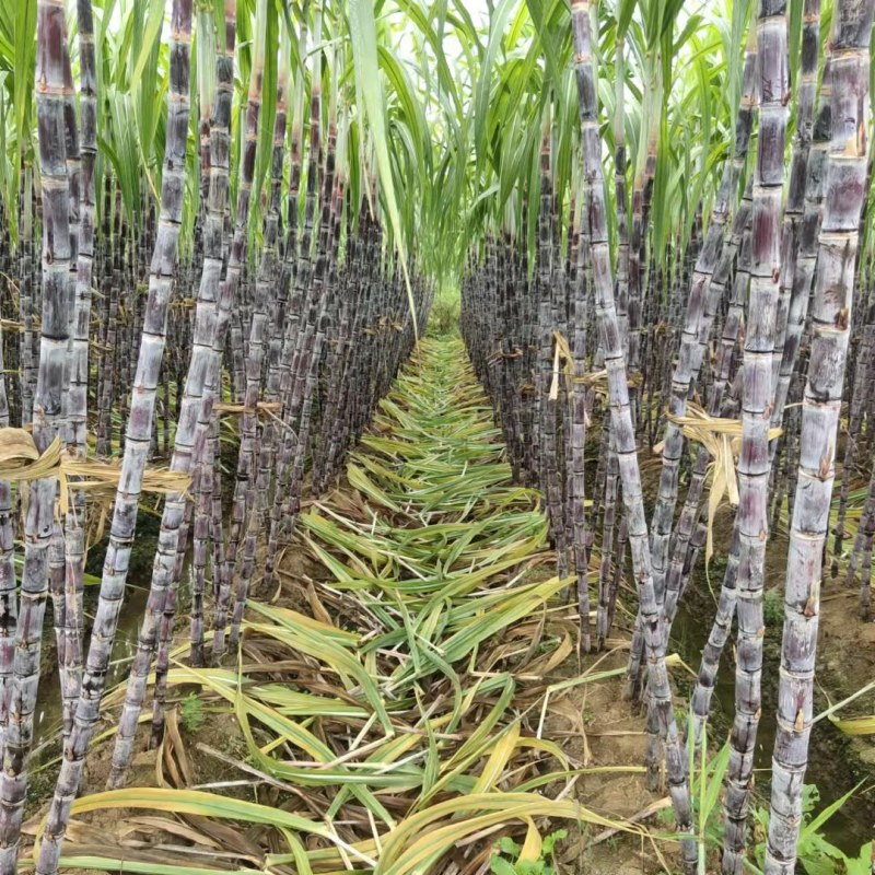 【推荐】广西桂林黑皮甘蔗基地供应甘蔗黄皮甘蔗