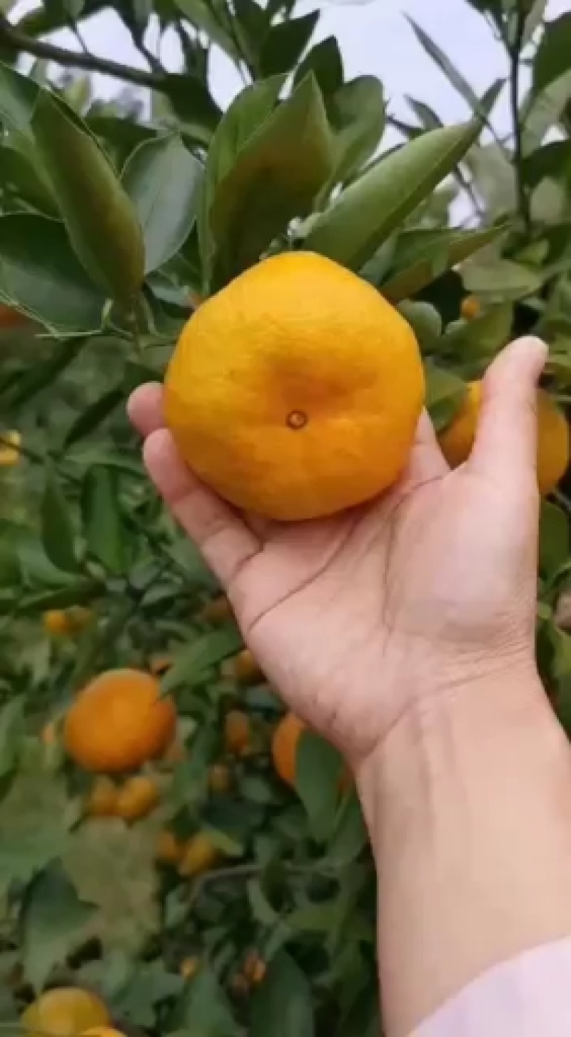 蜜橘湖北特早蜜桔果园看货现摘现发诚信经营全国发货
