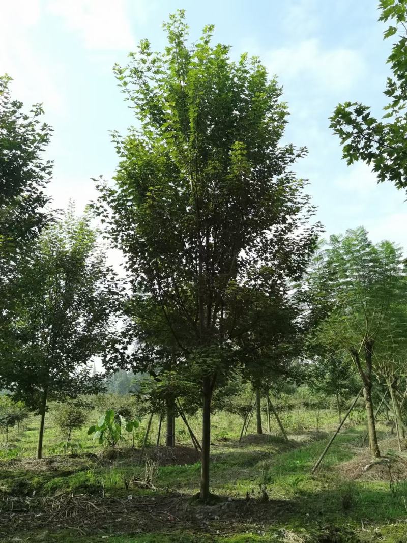 四川成都温江区苗圃基地货源充足美国红枫，质量保证欢迎咨询