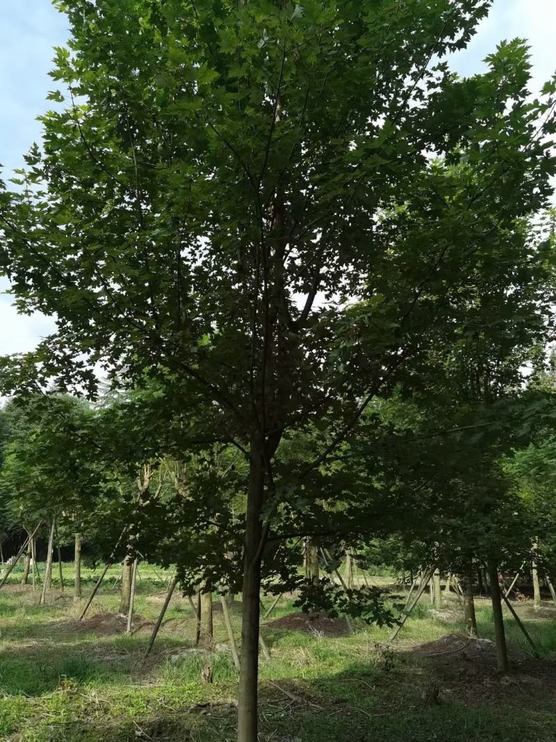 四川成都温江区苗圃基地货源充足美国红枫，质量保证欢迎咨询