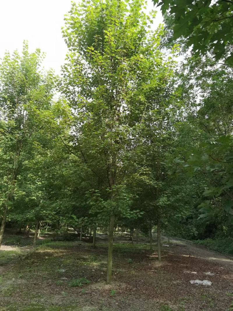 四川成都温江区苗圃基地货源充足美国红枫，质量保证欢迎咨询
