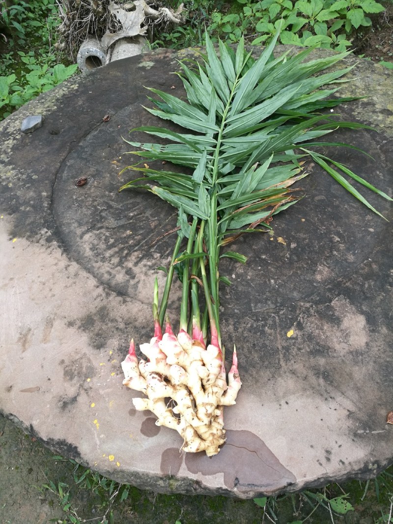 l菜姜，种姜，泥姜出售