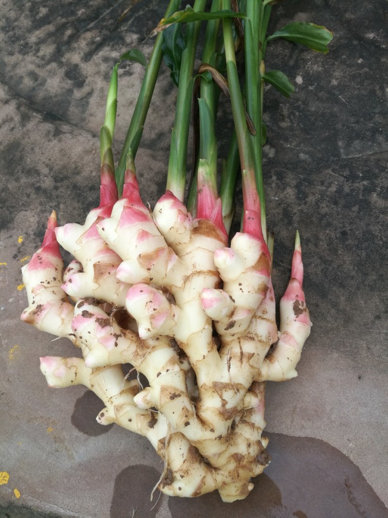 l菜姜，种姜，泥姜出售