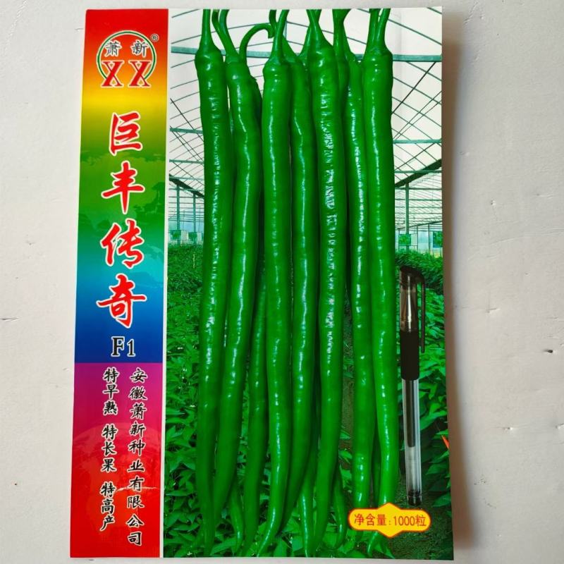 辣椒种子苏润998早熟抗病产量高口感好品质佳市场易销售
