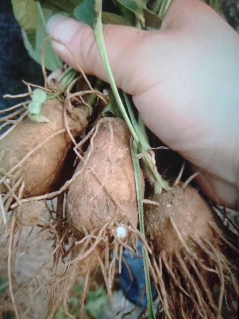 白芍芽，白芍苗，白术芽，牡丹苗，