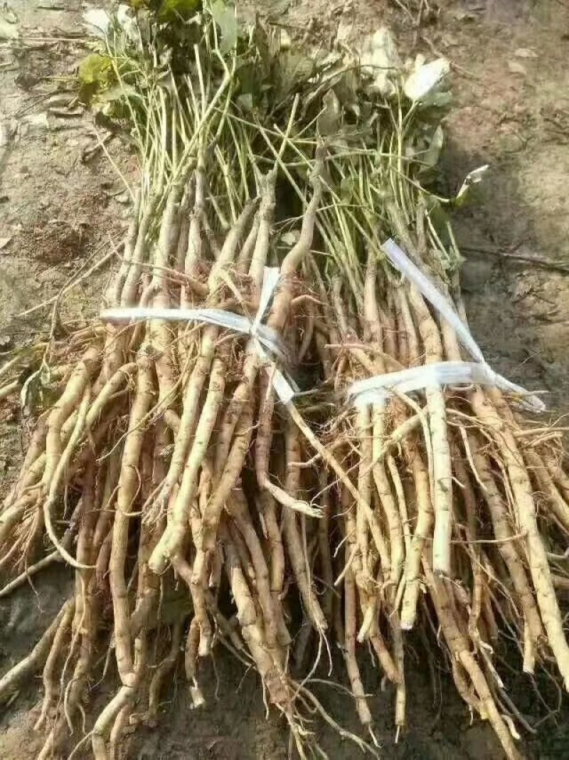 白芍芽，白芍苗，白术芽，牡丹苗，