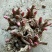 白芍芽，白芍苗，白术芽，牡丹苗，