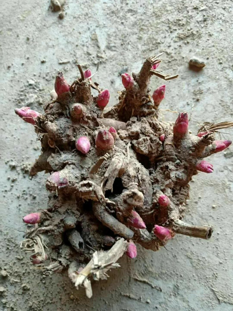 白芍芽，白芍苗，白术芽，牡丹苗，