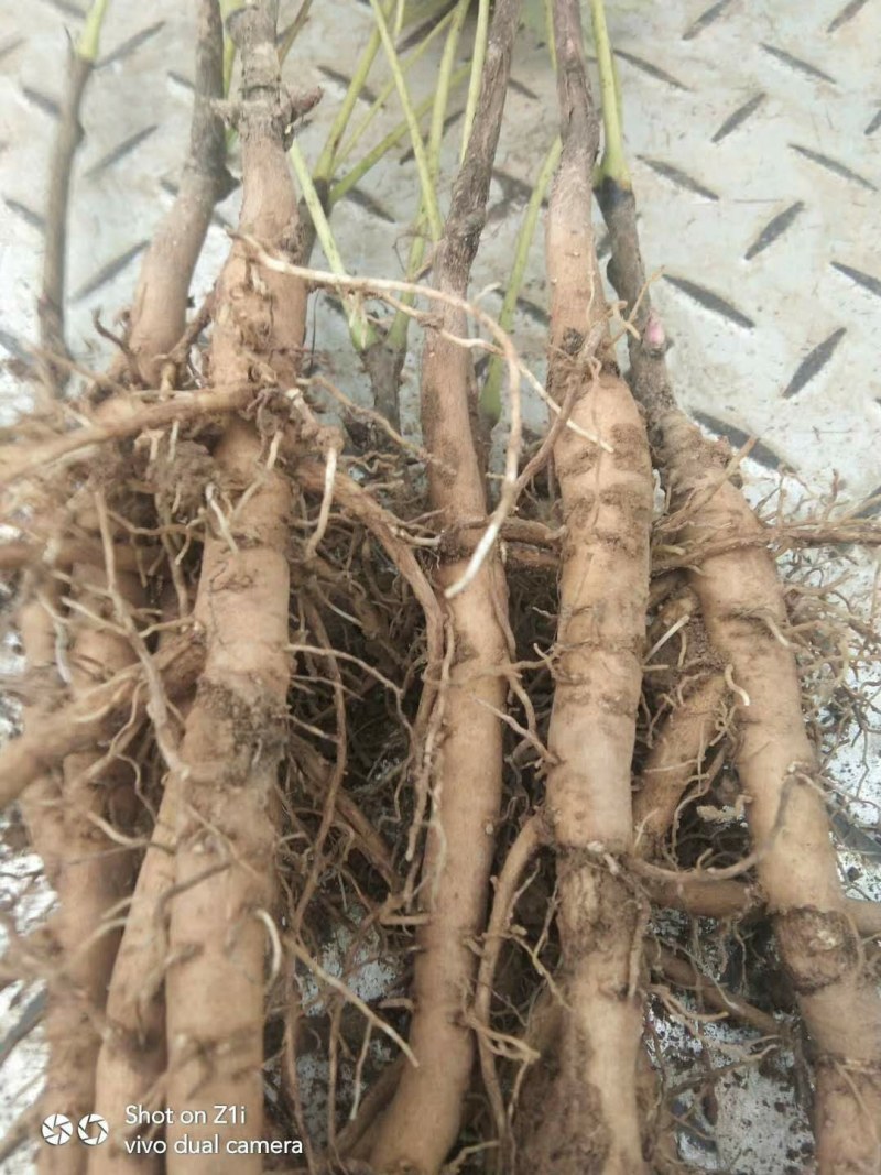 白芍芽，白芍苗，白术芽，牡丹苗，