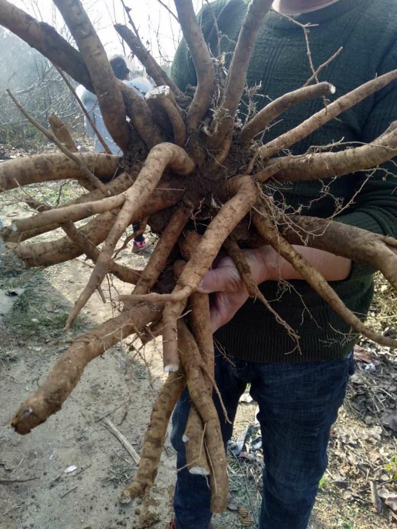 白芍芽，白芍苗，白术芽，牡丹苗，