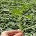 圣女果苗紫黑色小番茄苗成熟后转黄色口感特甜