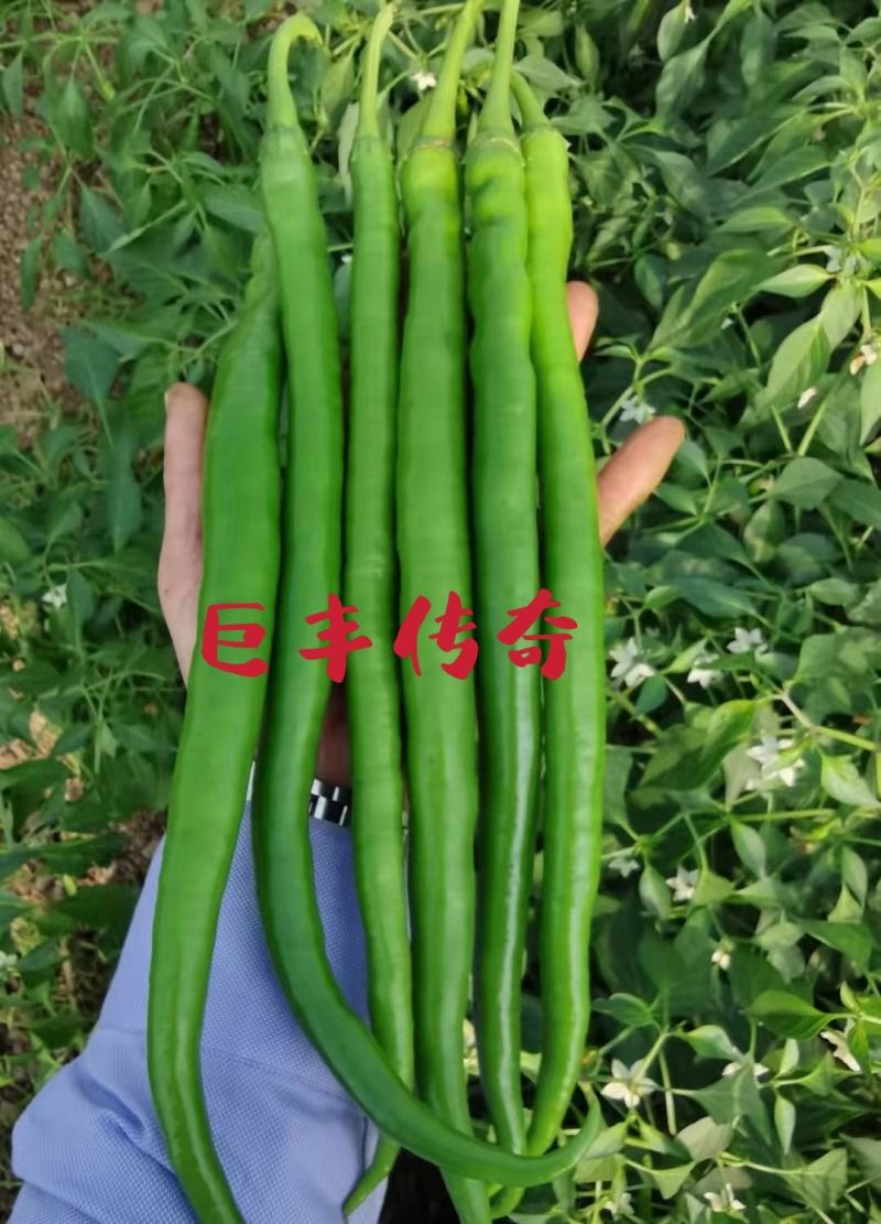 辣椒种子苏润998早熟抗病产量高口感好品质佳市场易销售