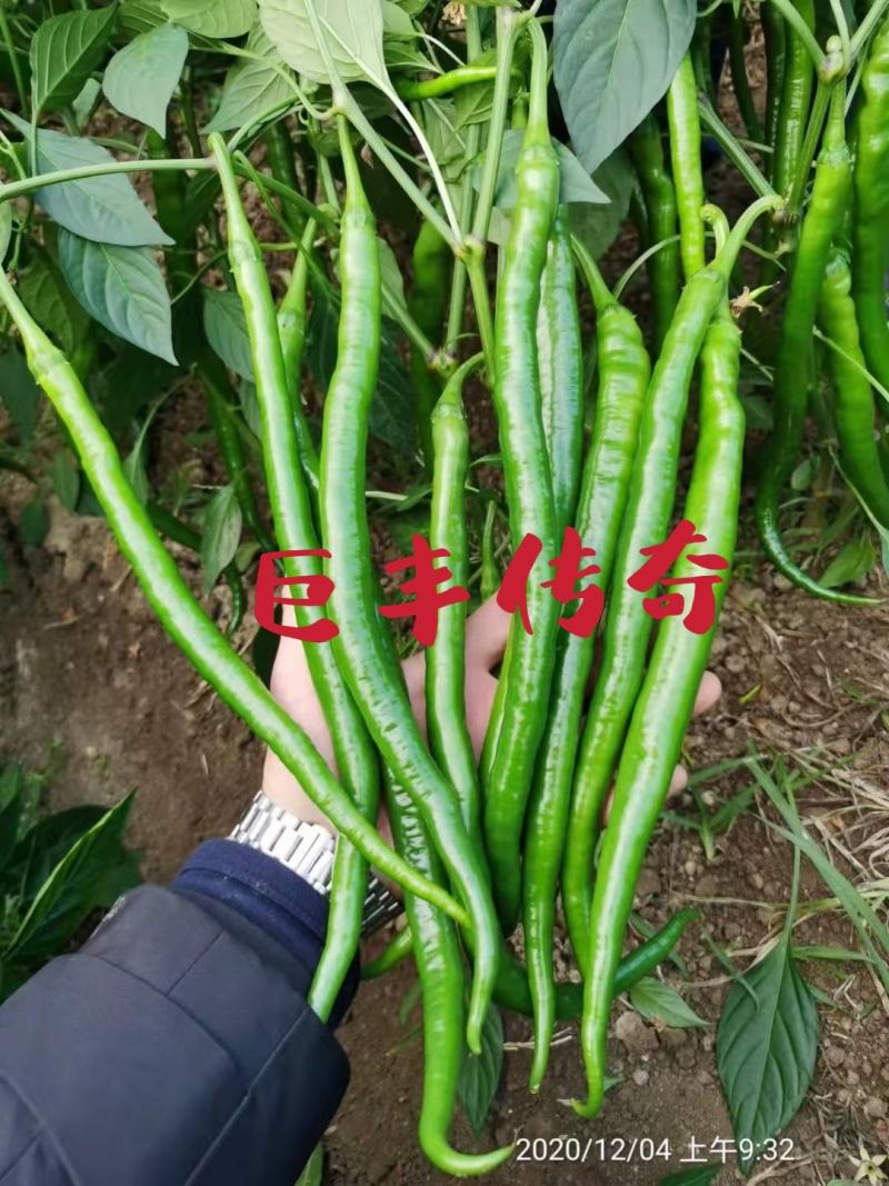 辣椒种子苏润998早熟抗病产量高口感好品质佳市场易销售