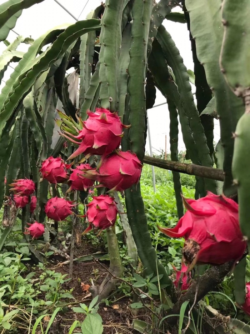 红心火龙果