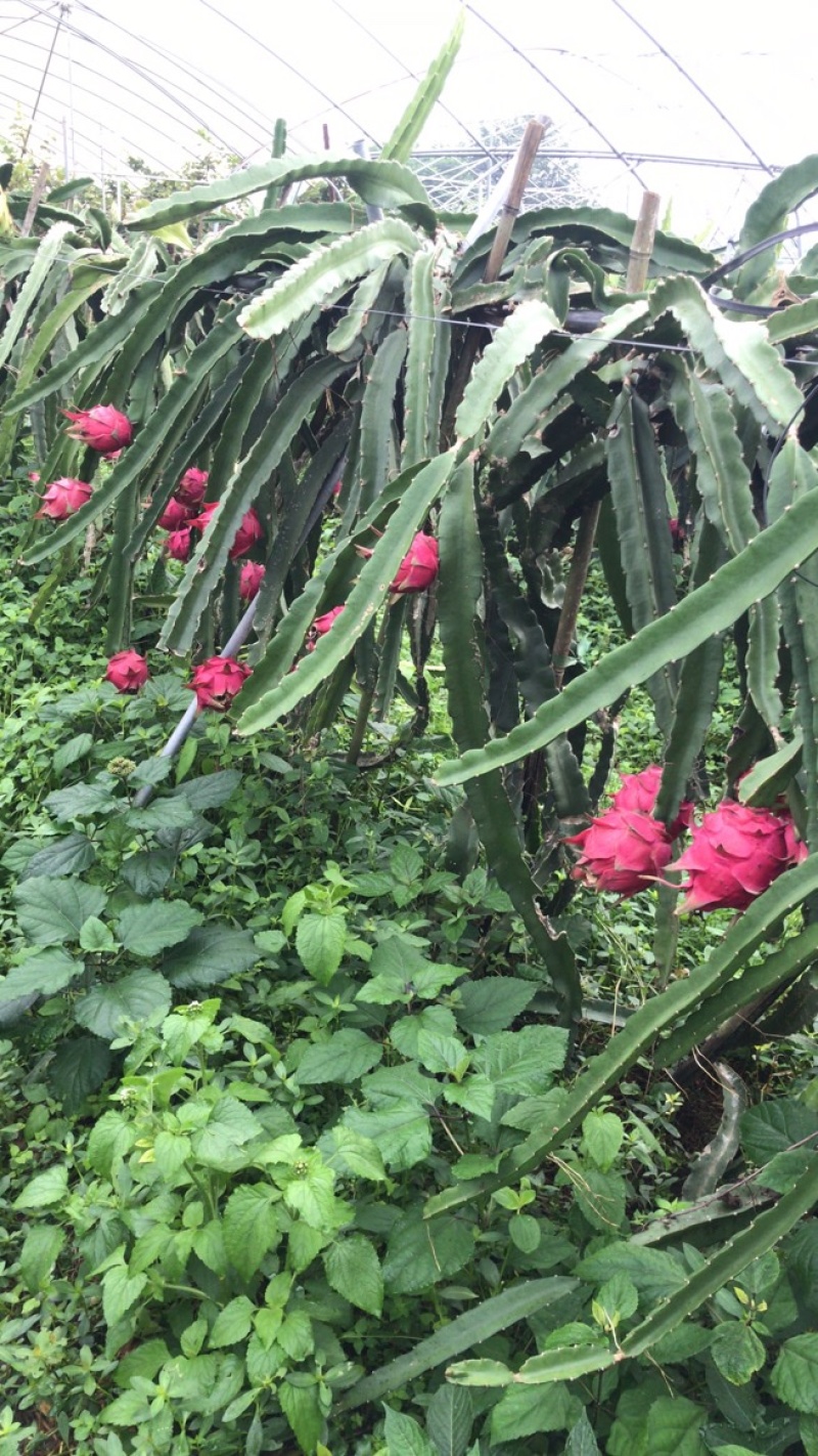 红心火龙果