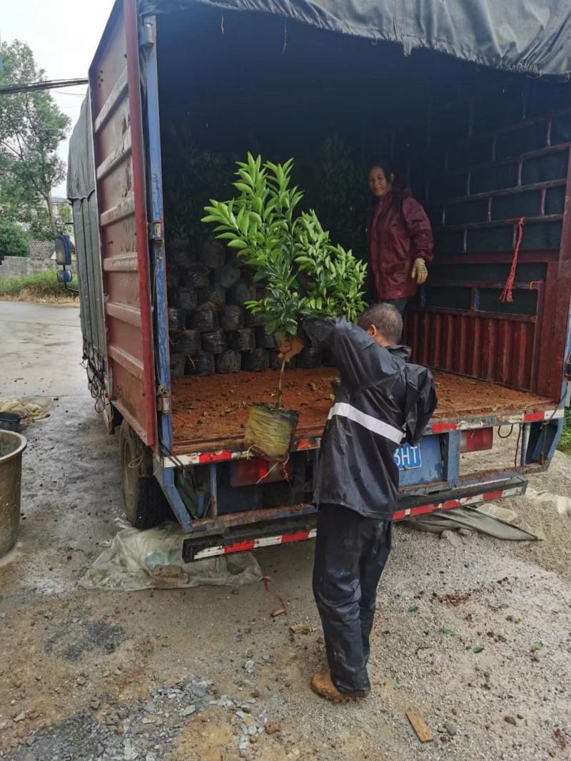 正宗沃柑苗，地苗，杯苗，移植苗假一赔十，免费种植技术服务