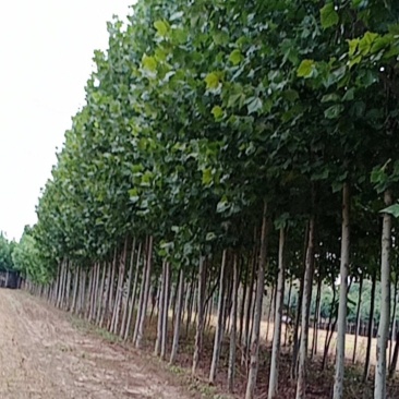 本基地大量出售法桐树，规格齐全，质量上乘，价格便宜。