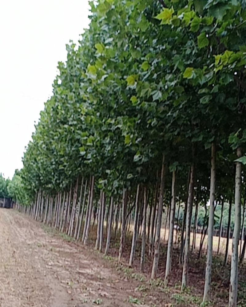 本基地大量出售法桐树，规格齐全，质量上乘，价格便宜。