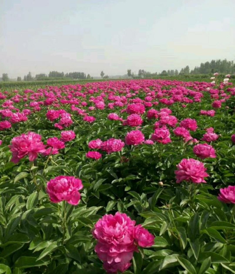 白芍芽，白芍苗，白术芽，牡丹苗，