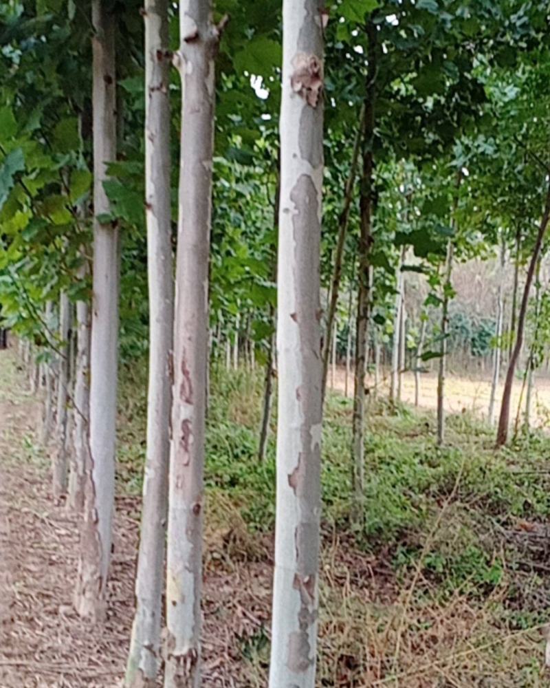 本基地大量出售法桐树，规格齐全，质量上乘，价格便宜。