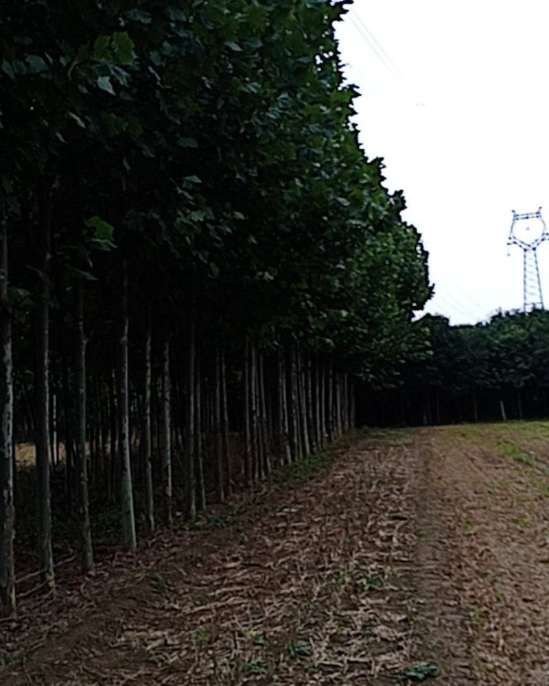 本基地大量出售法桐树，规格齐全，质量上乘，价格便宜。