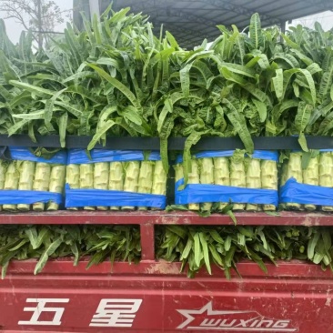 山东临沂兰陵，精品青尖叶莴笋，大量供应，质量他好，