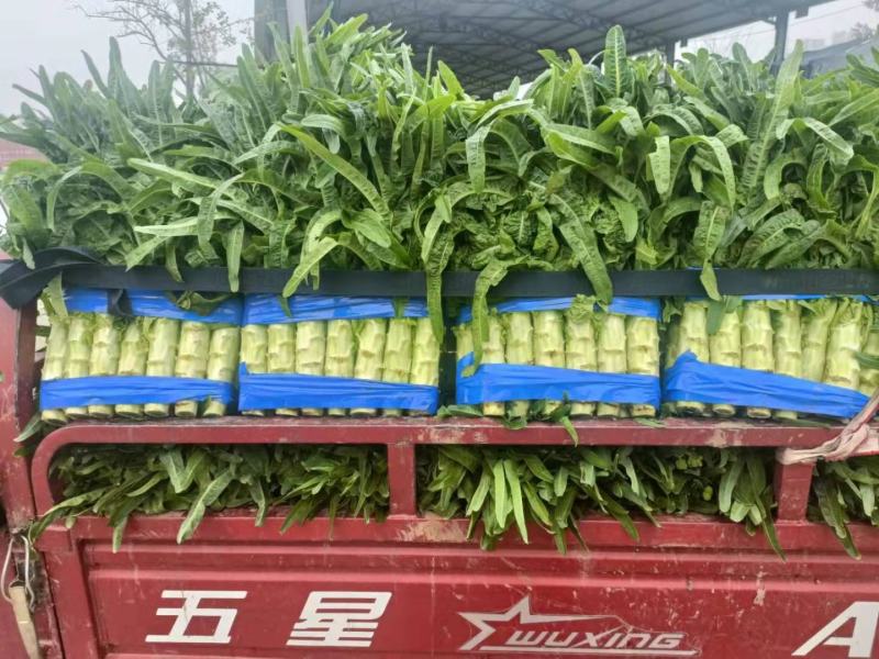 山东临沂兰陵，精品青尖叶莴笋，大量供应，质量他好，