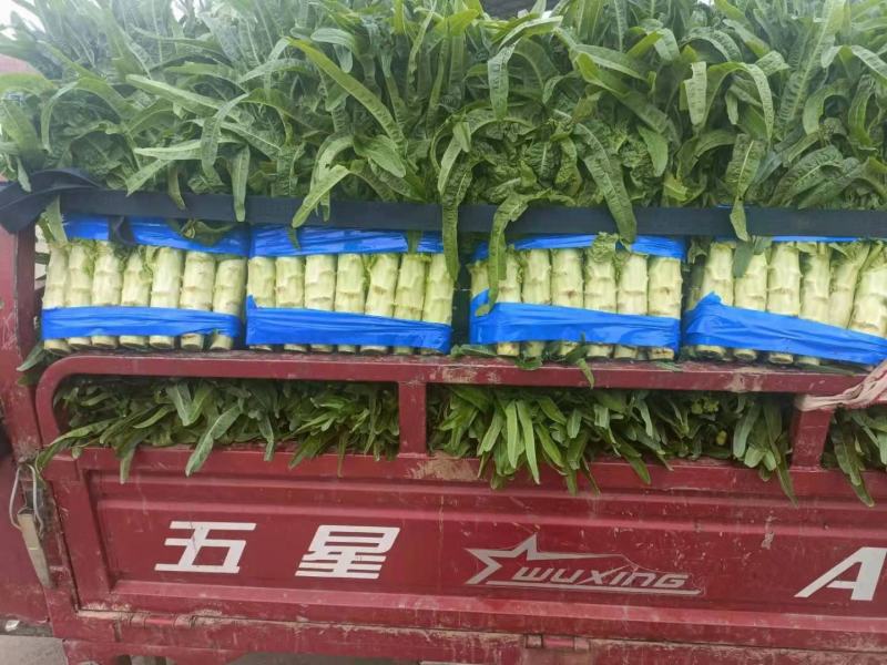 山东临沂兰陵，精品青尖叶莴笋，大量供应，质量他好，