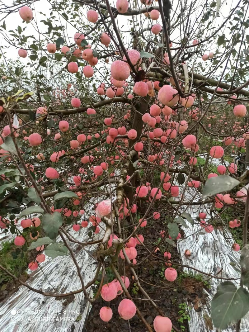 陕西本地红富士苹果，果园直接批发，量大价优果鲜味美！！！