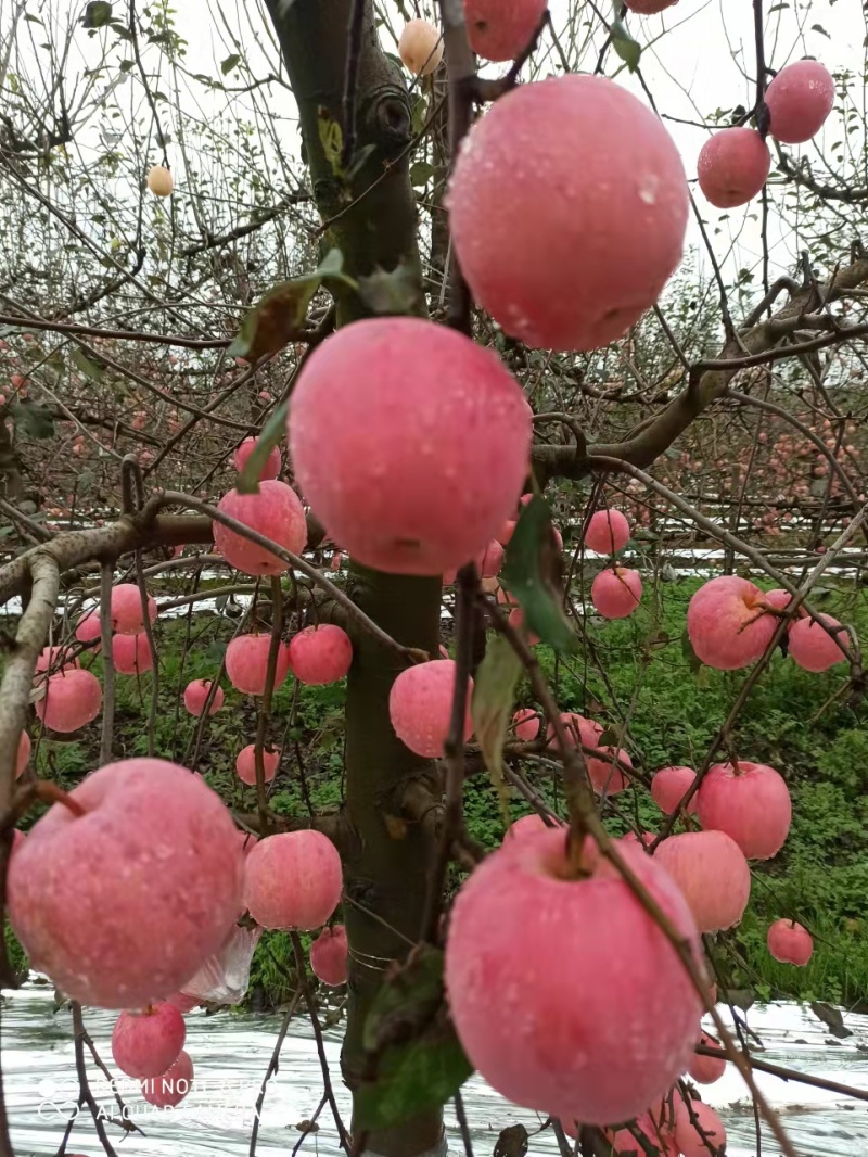 陕西本地红富士苹果，果园直接批发，量大价优果鲜味美！！！