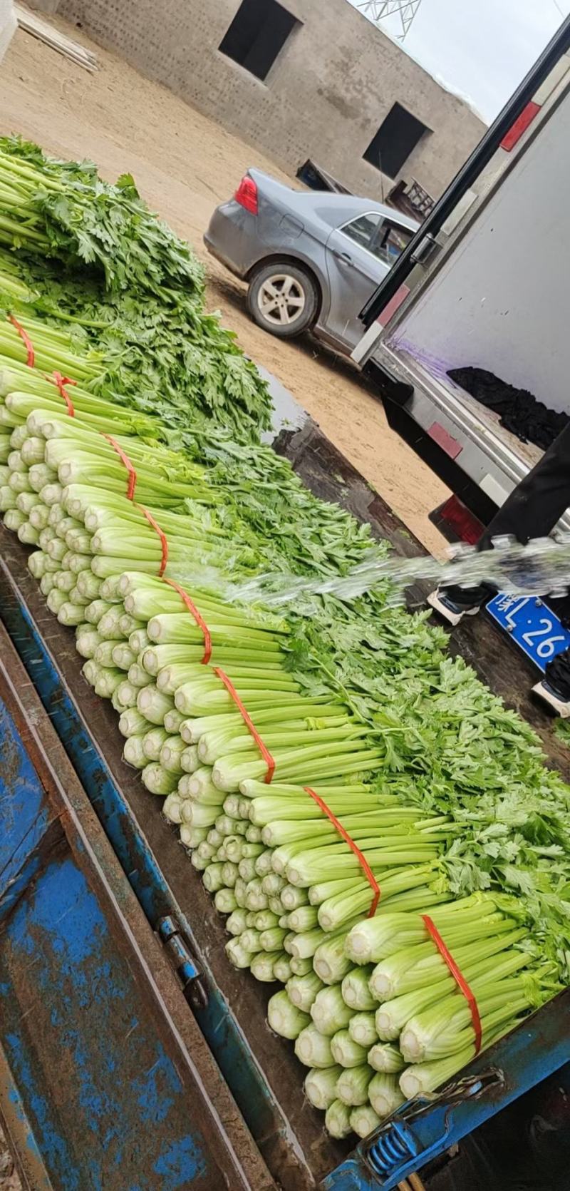 甘肃定西高原夏菜大量供应芹菜大颗中颗小颗