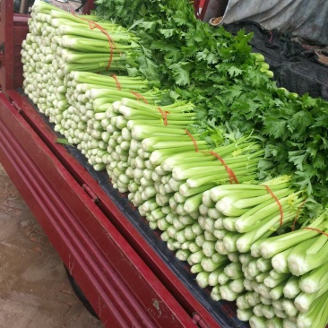 甘肃定西高原夏菜大量供应芹菜大颗中颗小颗