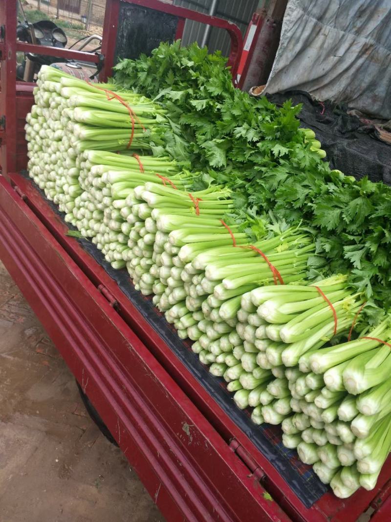 甘肃定西高原夏菜大量供应芹菜大颗中颗小颗