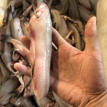 水潺龙头鱼豆腐鱼新鲜龙头鱼冰鲜发货单冻龙头鱼