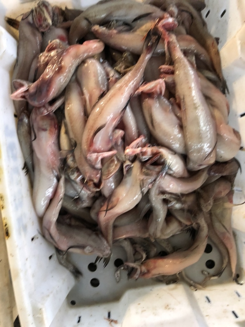 水潺龙头鱼豆腐鱼新鲜龙头鱼冰鲜发货单冻龙头鱼