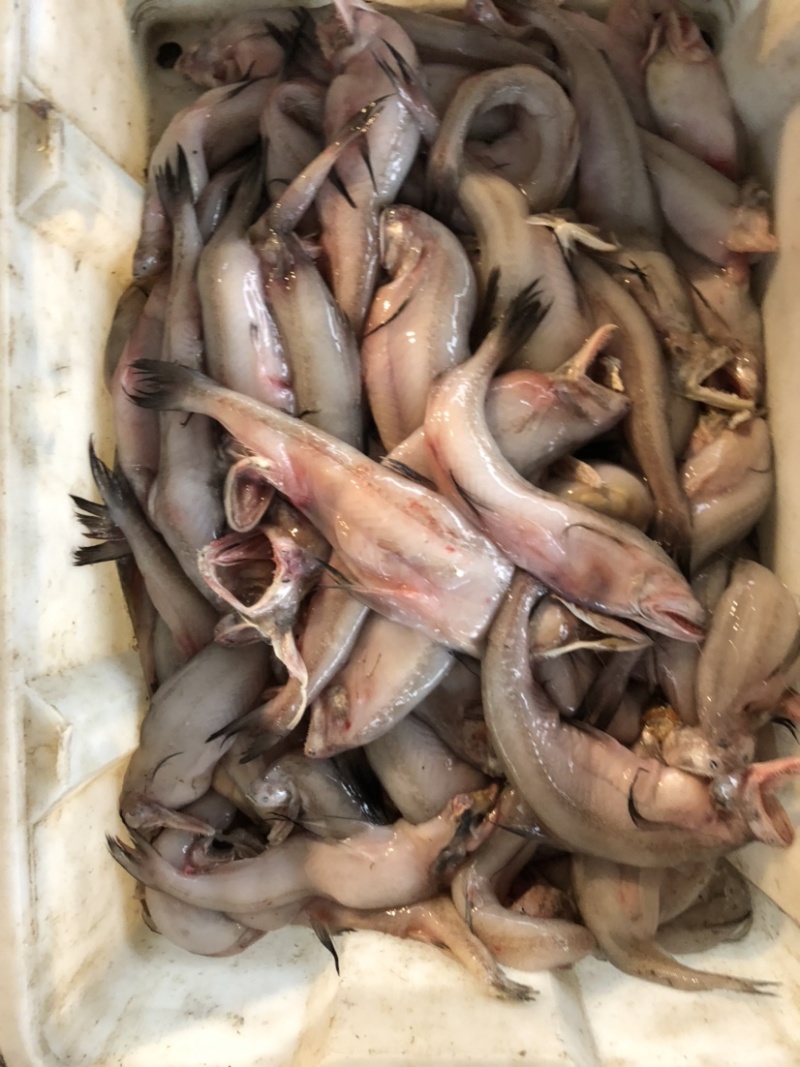 水潺龙头鱼豆腐鱼新鲜龙头鱼冰鲜发货单冻龙头鱼