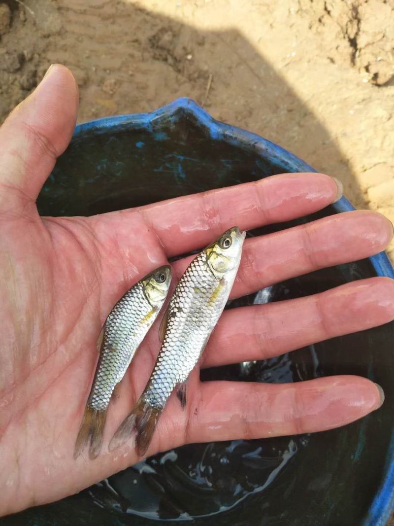 【热卖】倒刺靶清波鱼苗，基地孵化渔场发货，货到付款。