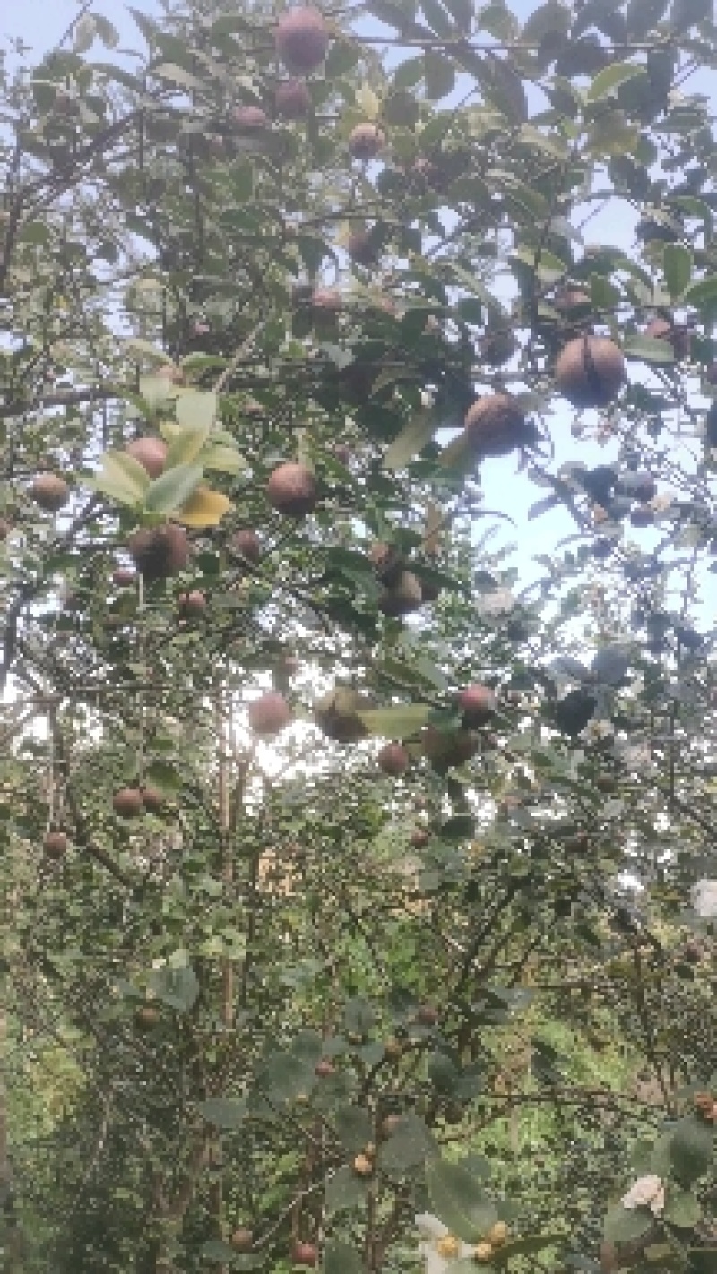 白花油茶鲜果
