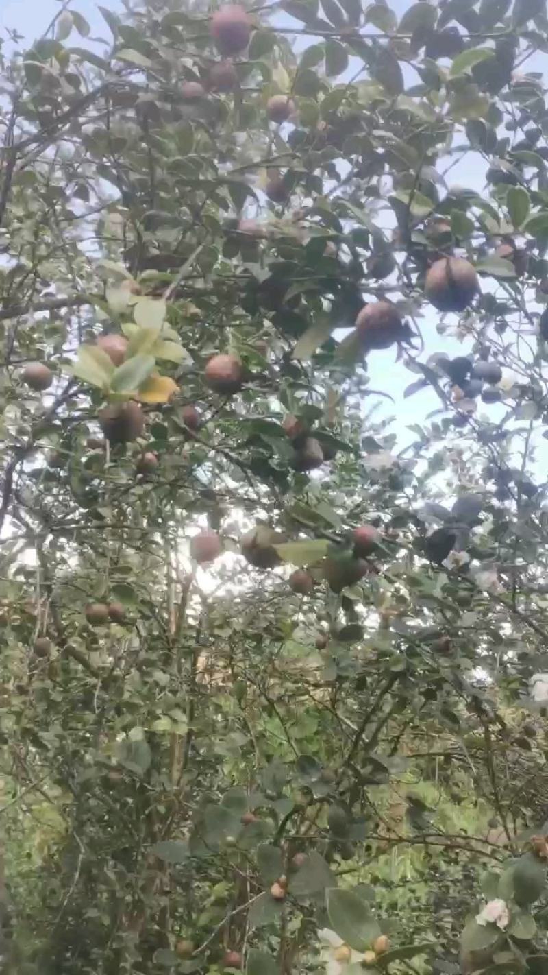 白花油茶鲜果