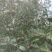 白花油茶鲜果
