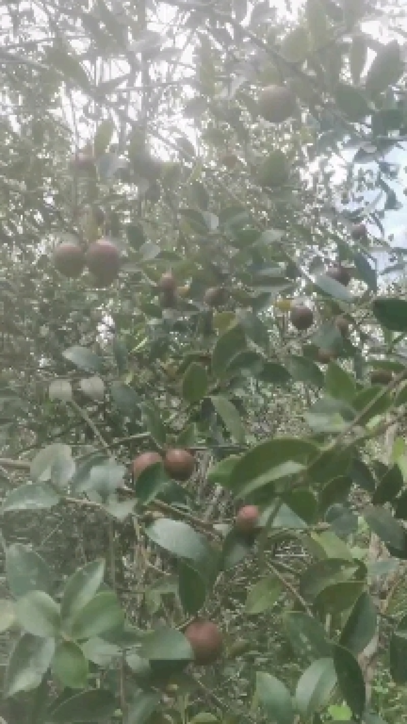白花油茶鲜果
