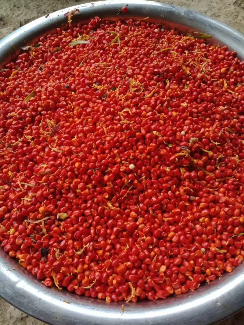 云南滇重楼矮杆多芽的发芽率90%以上提供种植技术