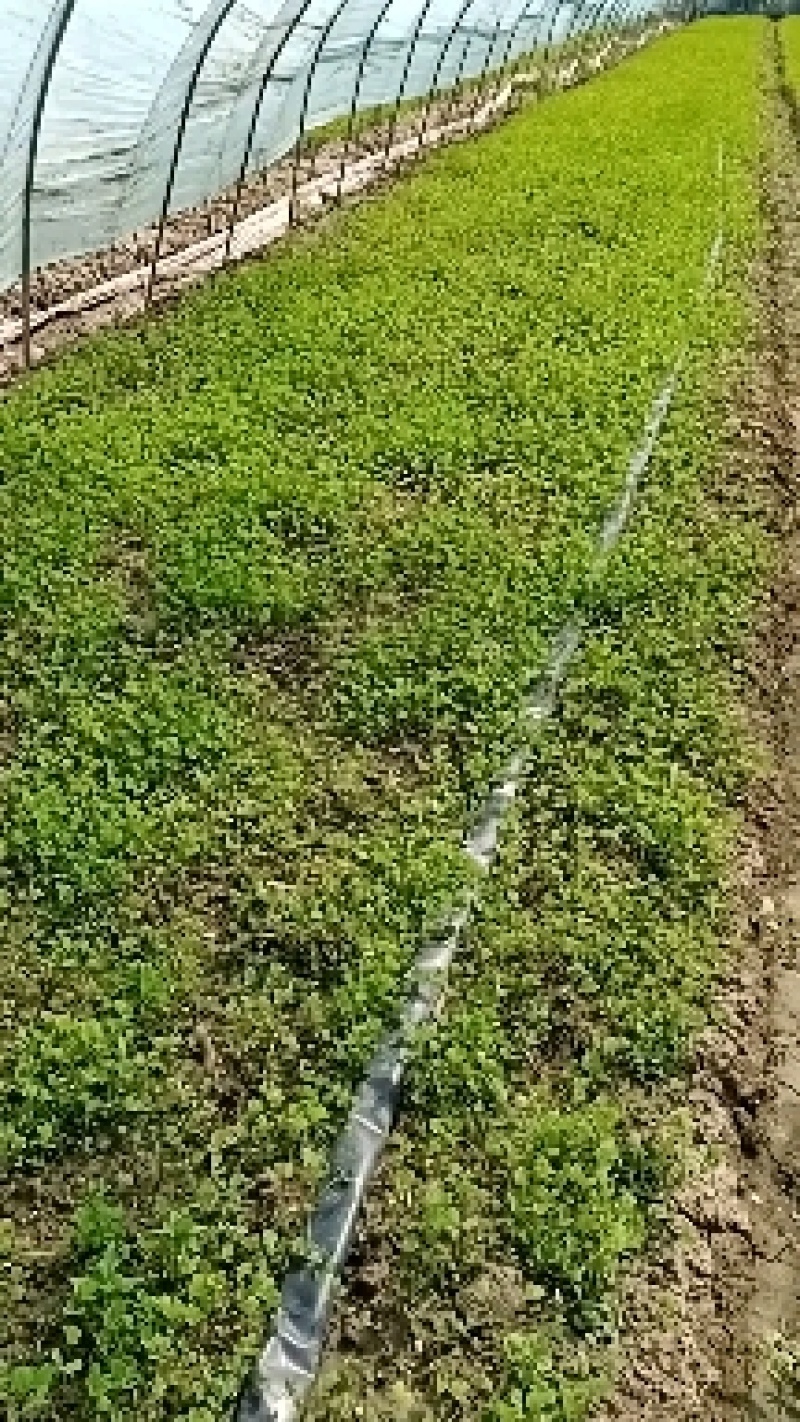 草头又名金花菜，色泽碧绿，味道鲜美，欢迎各位老板致电联系