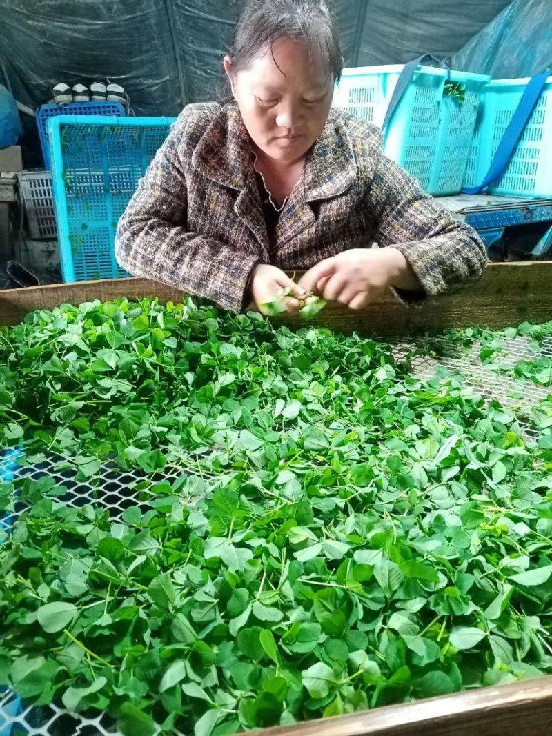 草头又名金花菜，色泽碧绿，味道鲜美，欢迎各位老板致电联系