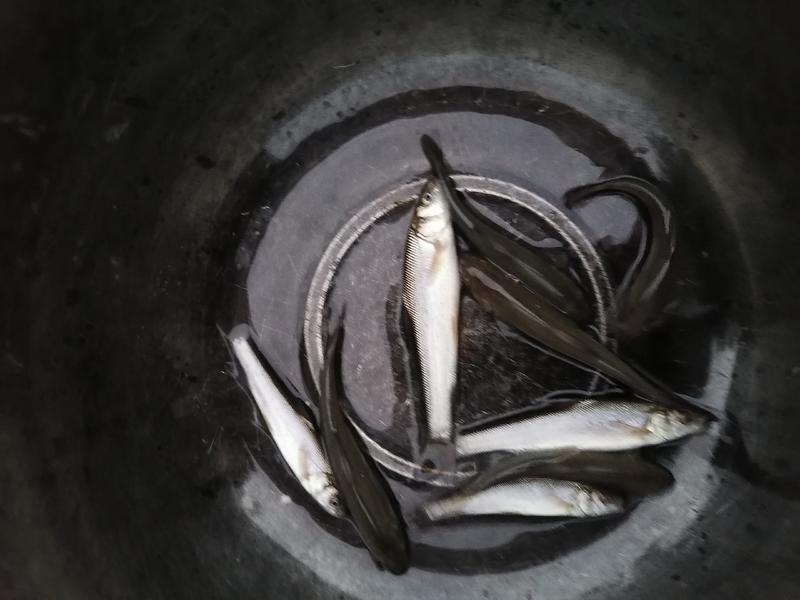 【热卖】银鳕鱼苗，基地孵化渔场发货，全国免费送货上门